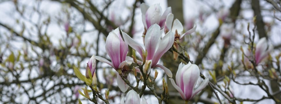 Spring, Magnolia, Facebook Background, flower, blossom preview