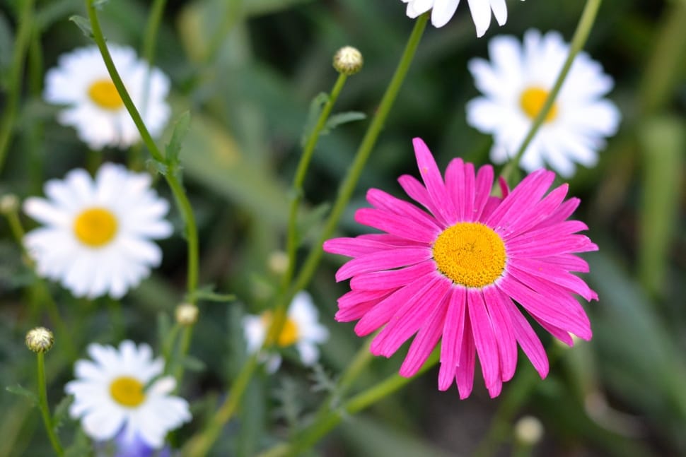 pink and white daisy in closeup photography preview