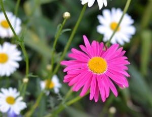 pink and white daisy in closeup photography thumbnail