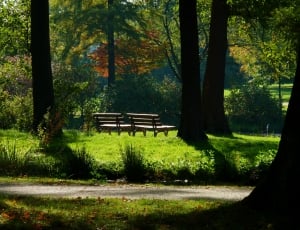 black wooden bench under the green trees with fallen leafs free image ...