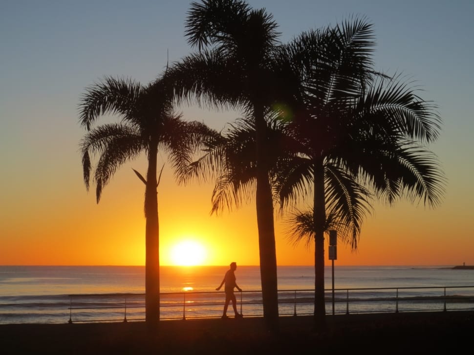 Sunshine Coast, Sunrise, Australia, palm tree, sunset preview
