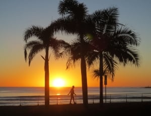 Sunshine Coast, Sunrise, Australia, palm tree, sunset thumbnail