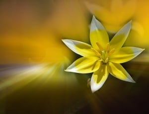 white and yellow lily thumbnail