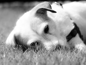 gray scale photo of short coated dog lying on grass thumbnail