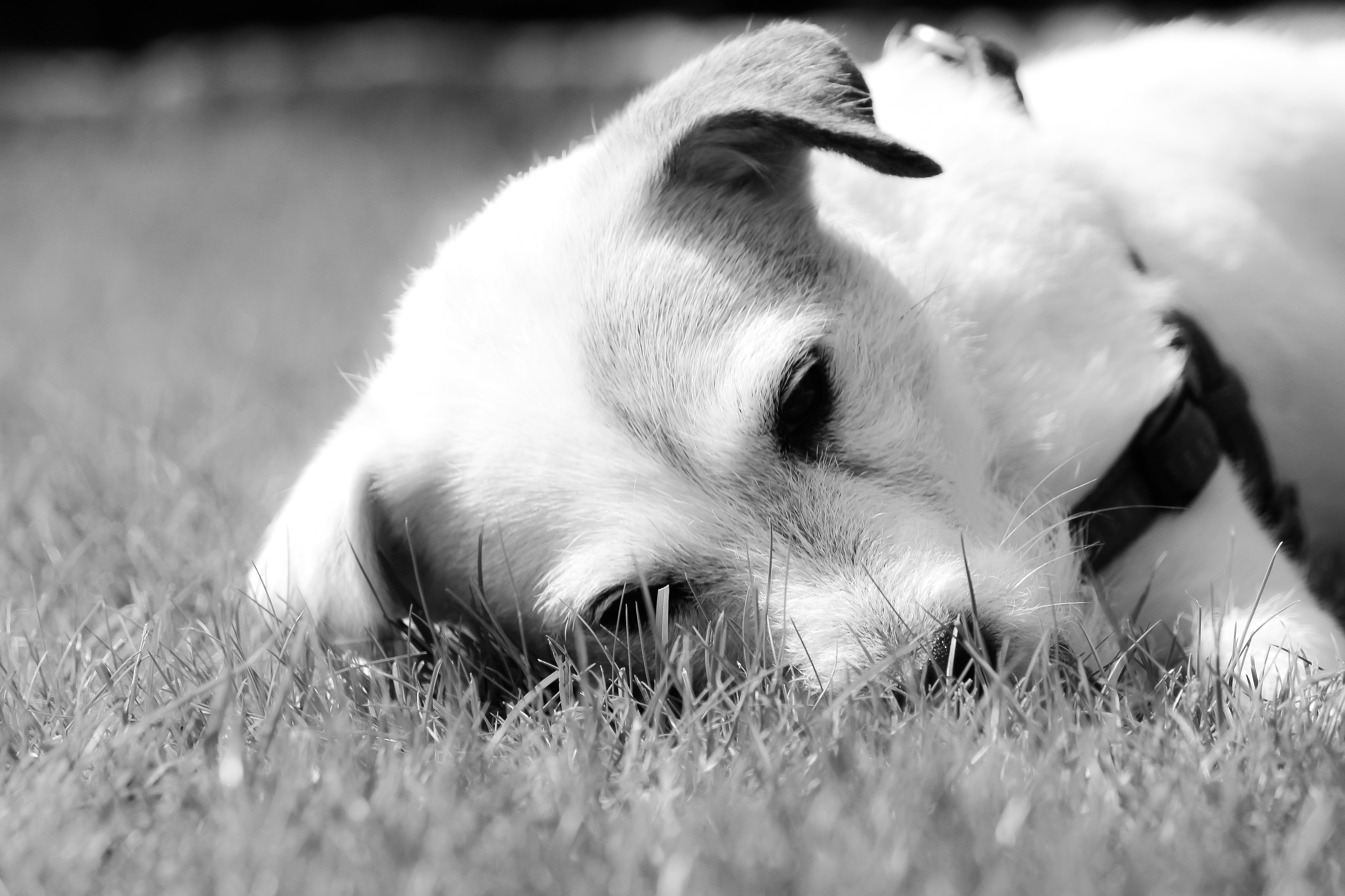gray scale photo of short coated dog lying on grass