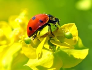 red and black lady bug thumbnail