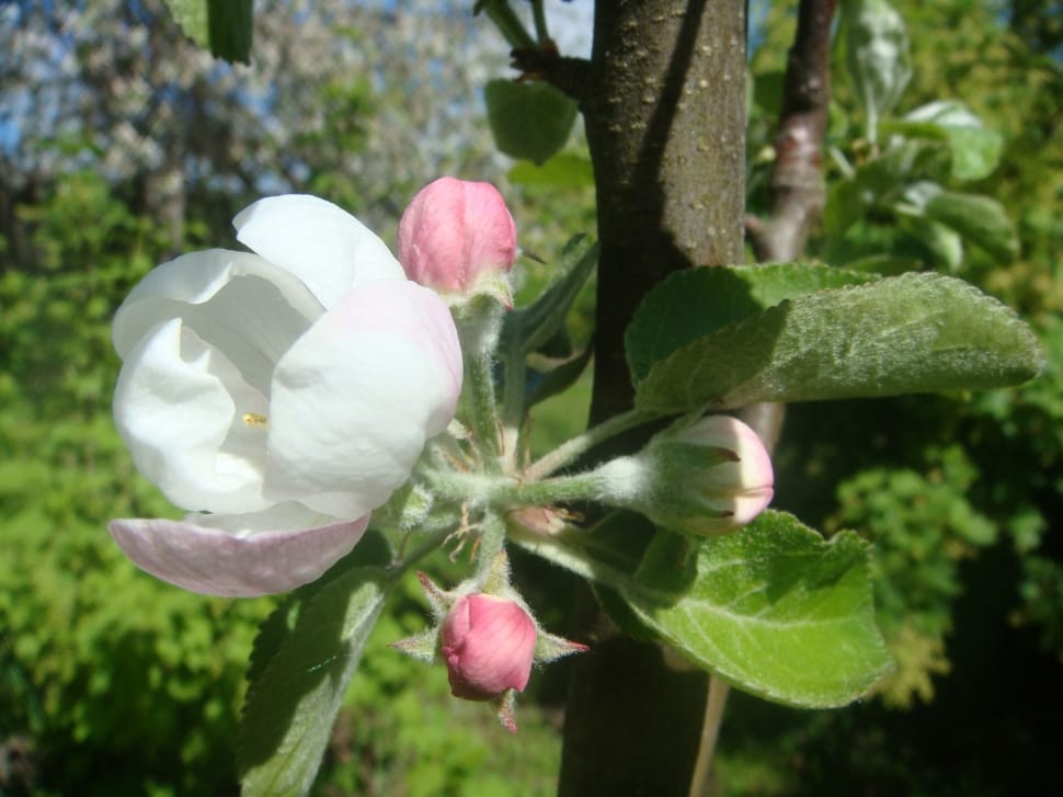 white and pink flower bud preview