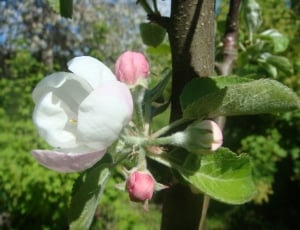white and pink flower bud thumbnail