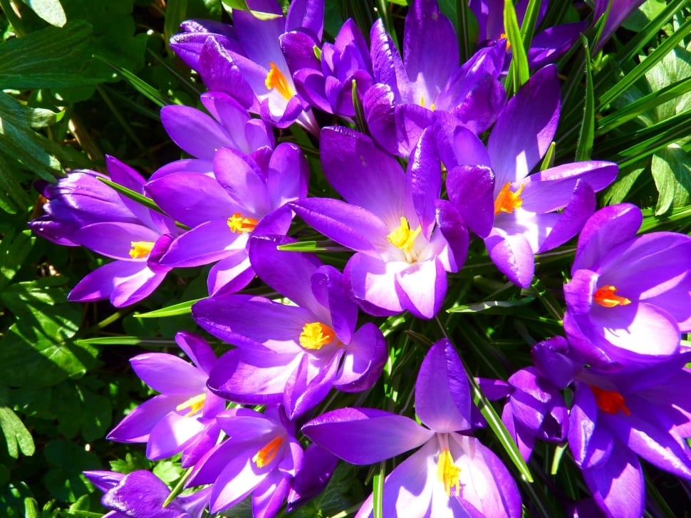purple and yellow flower with green leaves under the sun preview