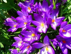 purple and yellow flower with green leaves under the sun thumbnail