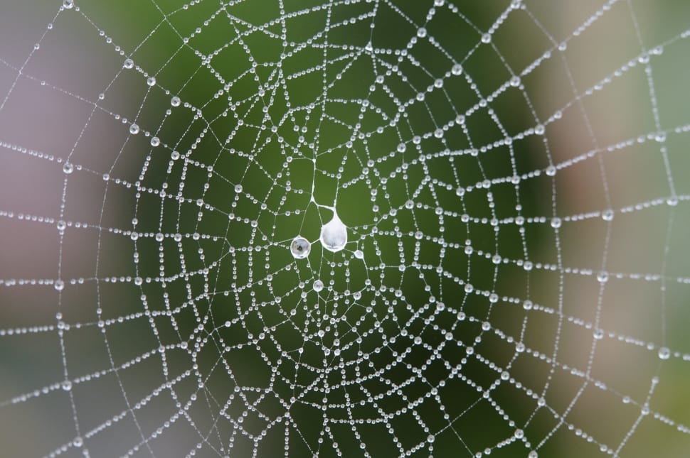 spider web with water droplets preview