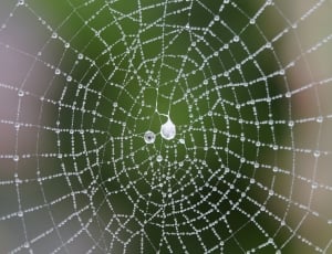 spider web with water droplets thumbnail