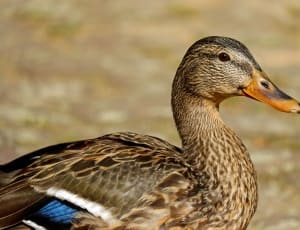 female malard duck thumbnail