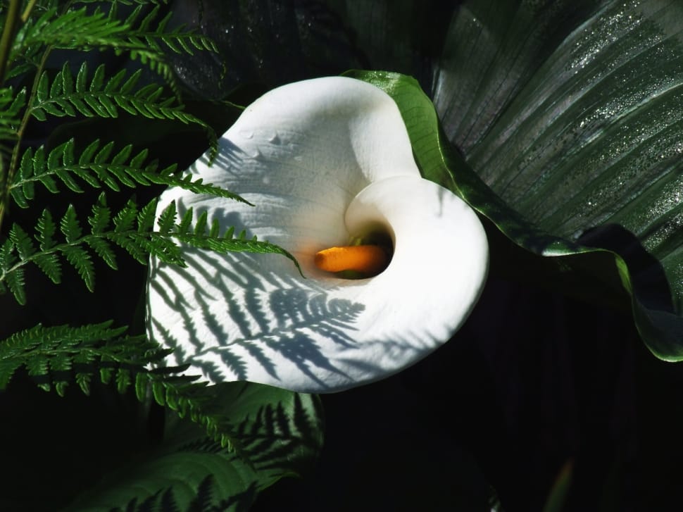 white callalily in close up photography preview