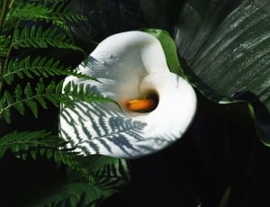 white callalily in close up photography thumbnail