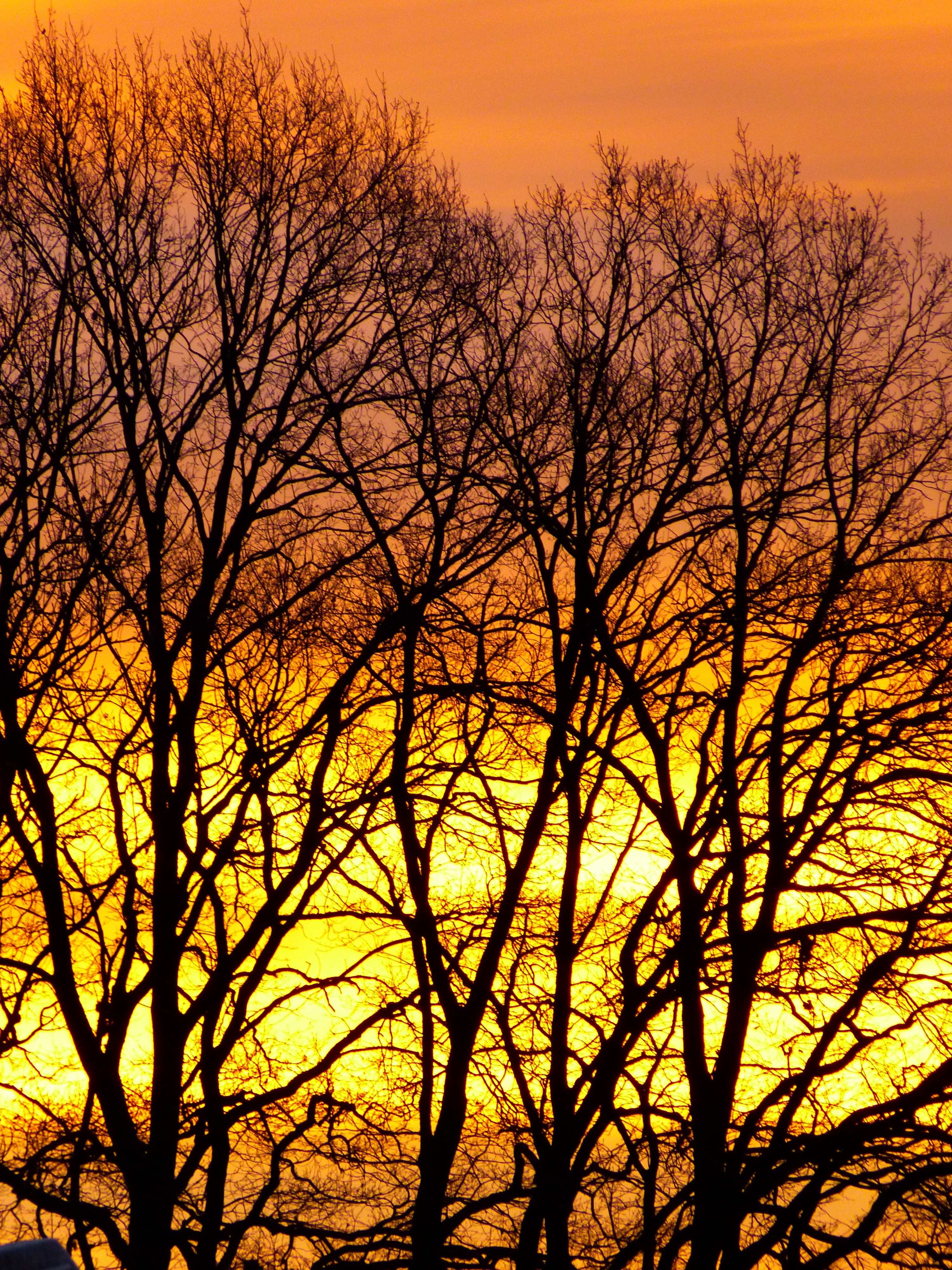 silhouette of leafless tress photo