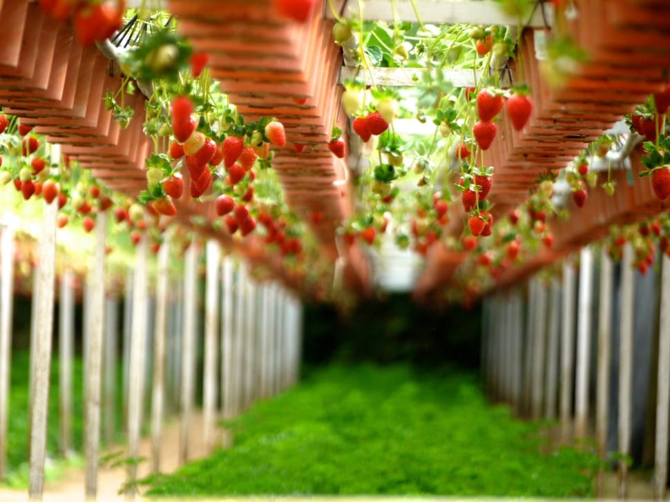 strawberry farm preview