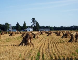 haystack on field under blue sky thumbnail