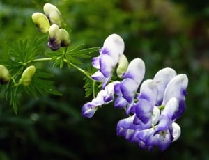 Floral, Cluster, Flower, Bunch, Purple, flower, growth thumbnail
