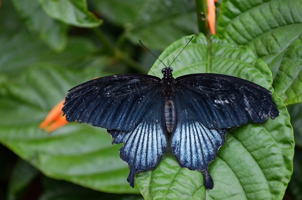 black white swallowtail butterfly preview