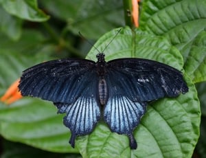 black white swallowtail butterfly thumbnail
