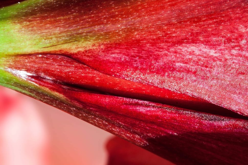 red and green flower petal preview