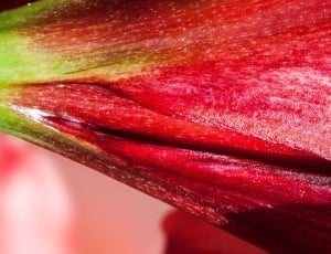 red and green flower petal thumbnail