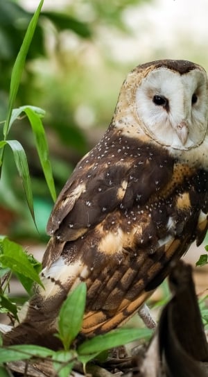 brown and white owl thumbnail