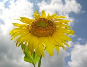 yellow sun flower thumbnail