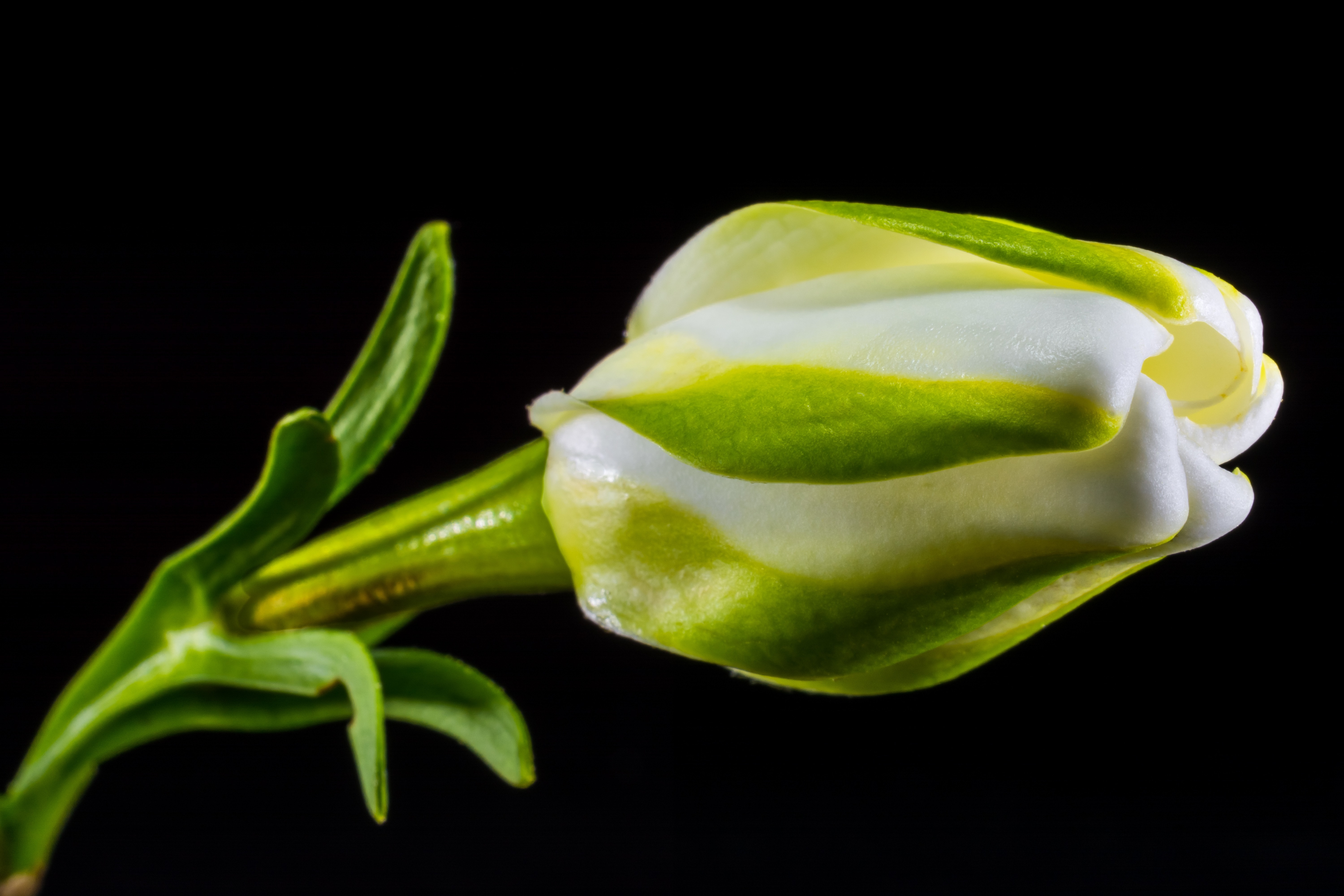 Flower, Bloom, Blossom, White Green, black background, green color