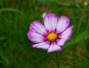 pink yellow and white 8 petaled flower thumbnail