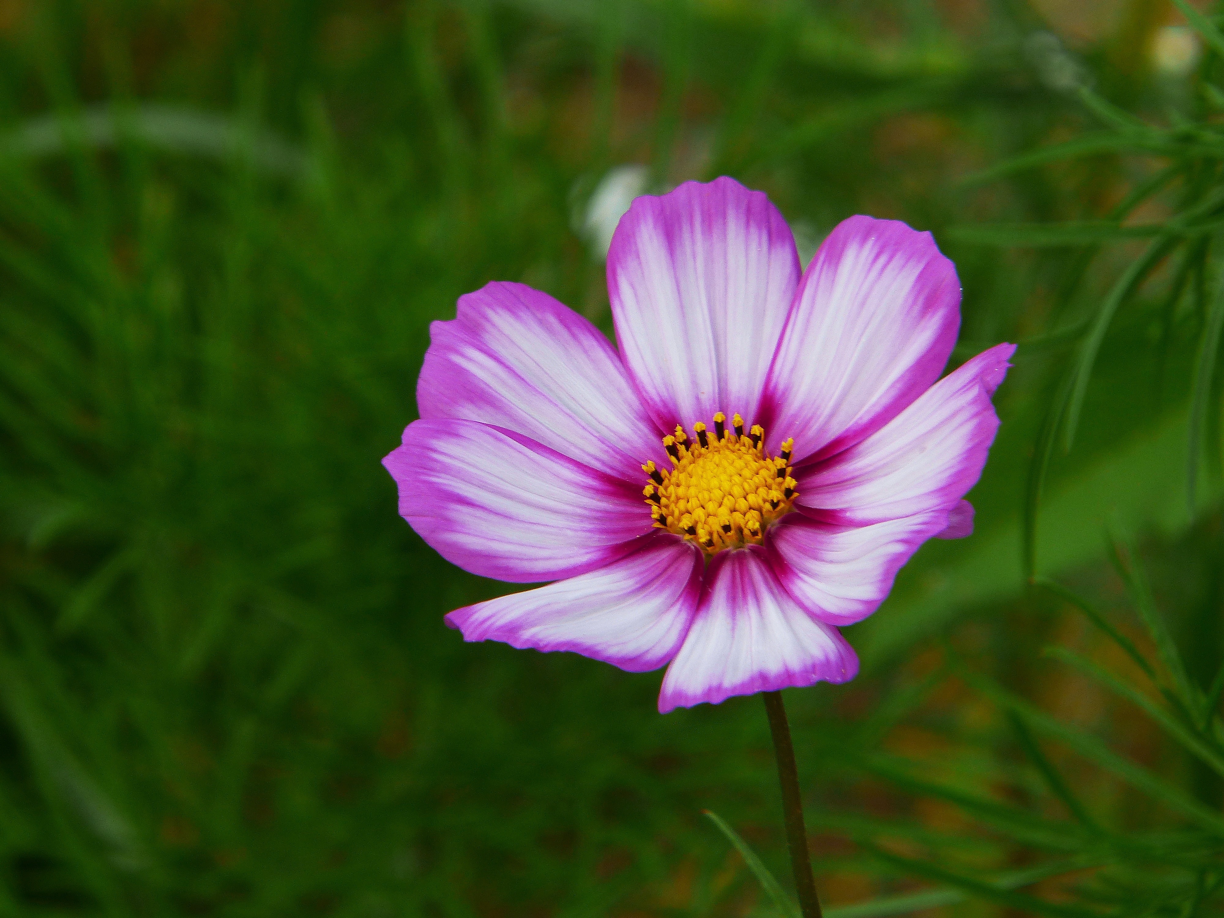 pink yellow and white 8 petaled flower