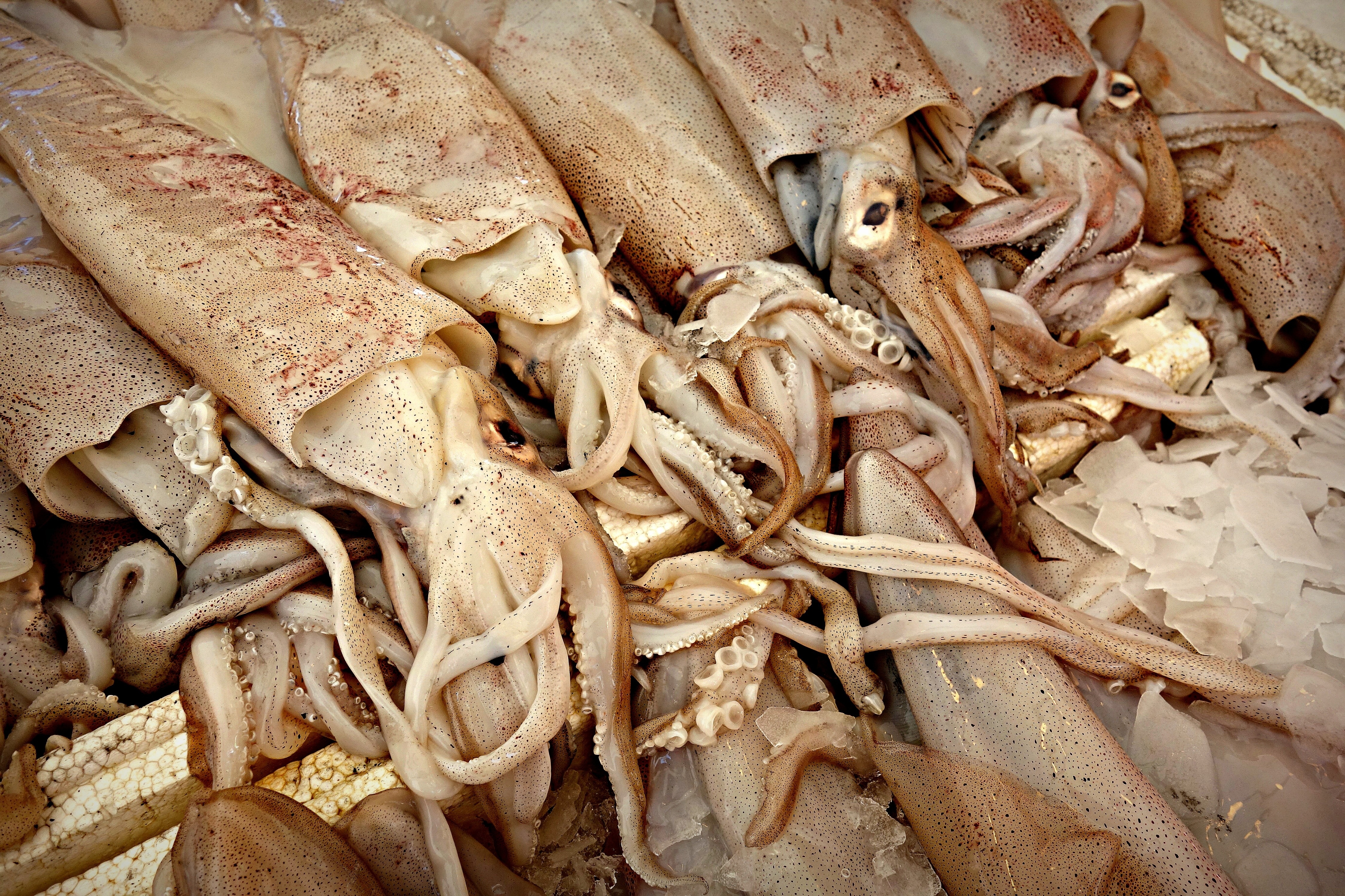 brown squid lot