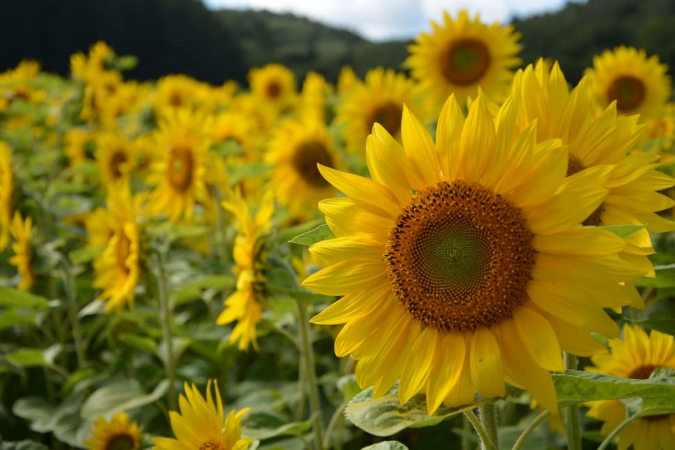 Hokkaido, Sunflower, Summer, flower, yellow preview