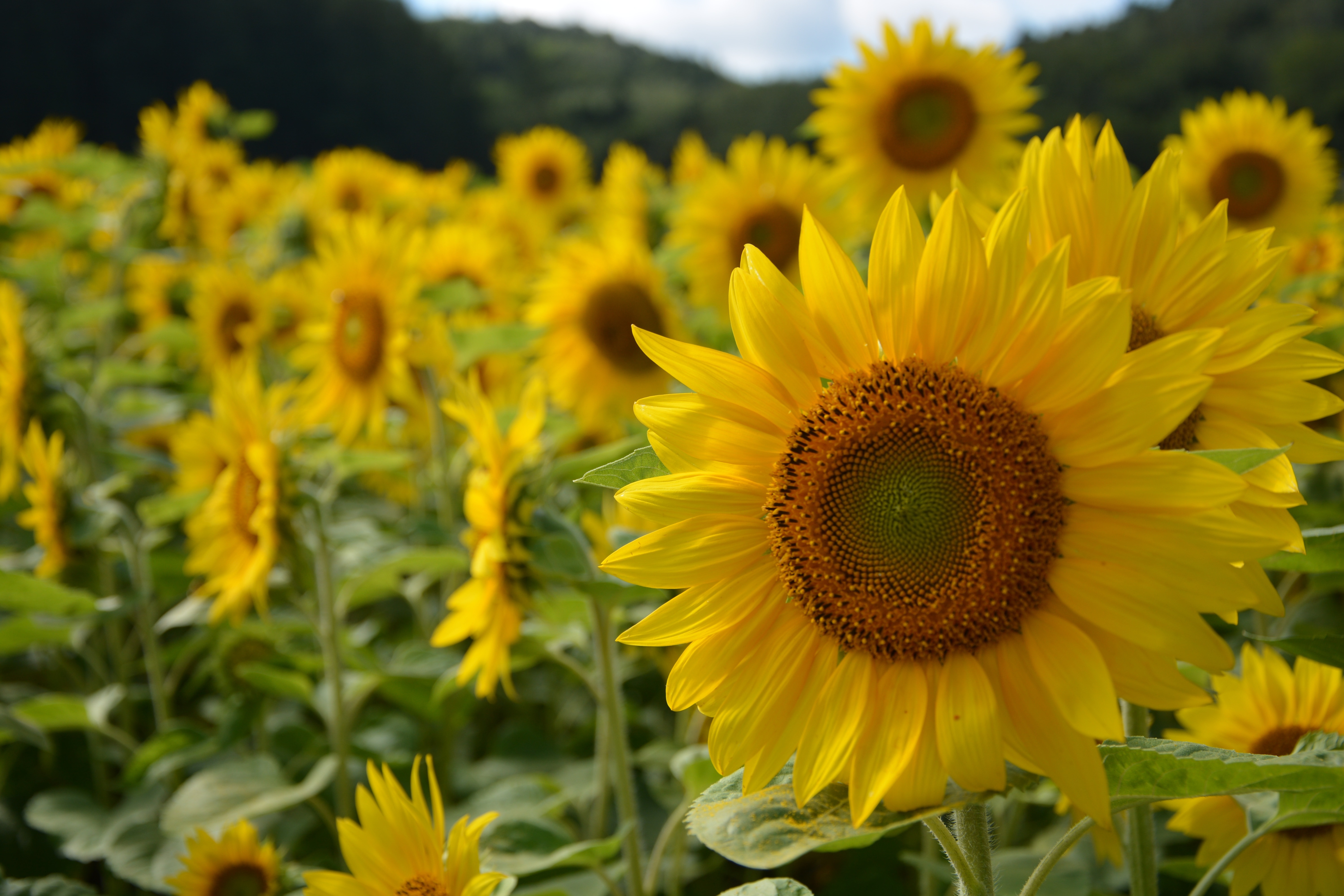 Hokkaido, Sunflower, Summer, flower, yellow