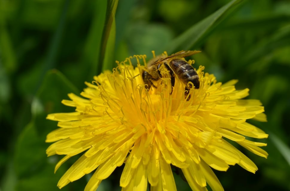 Flowers, Bee, Spring, Macro, Dandelion, flower, one animal preview
