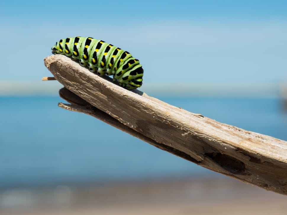 green and black caterpillar preview