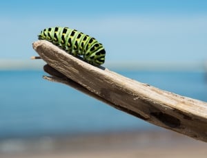 green and black caterpillar thumbnail