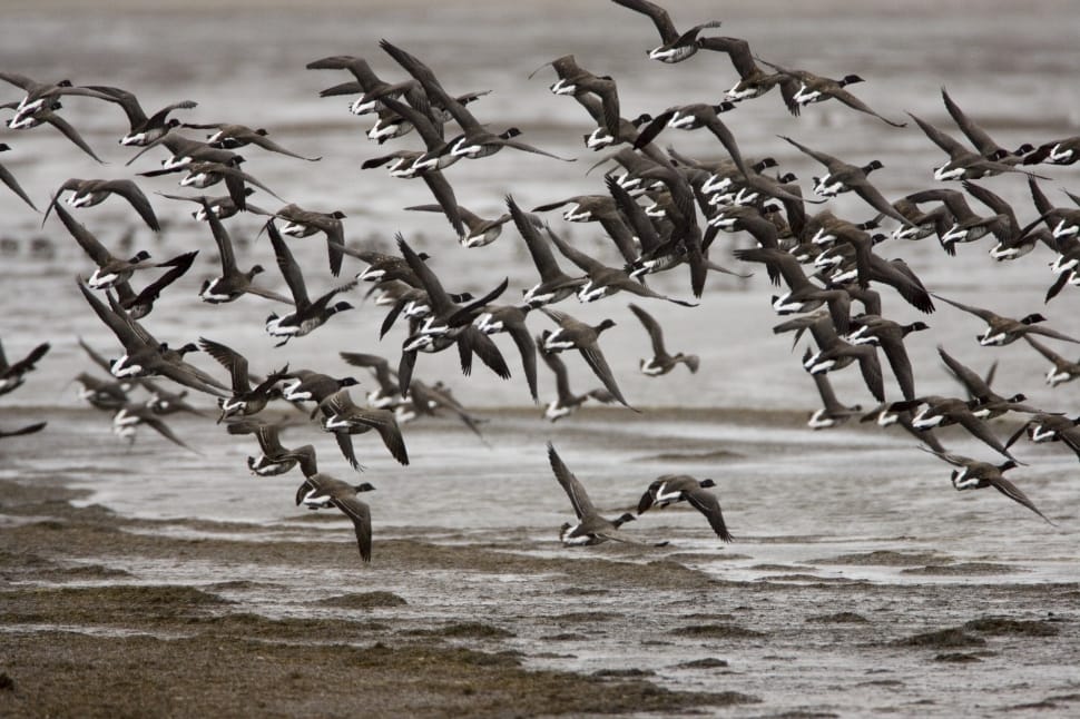 flock of birds preview