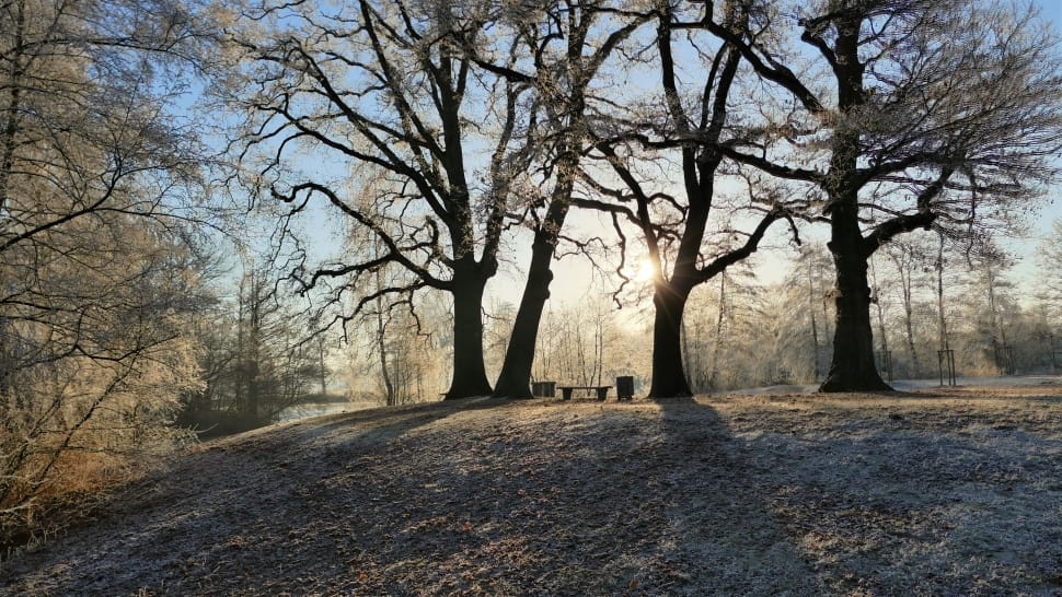 bare trees preview