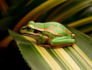 The Green and Golden Bell Frog thumbnail
