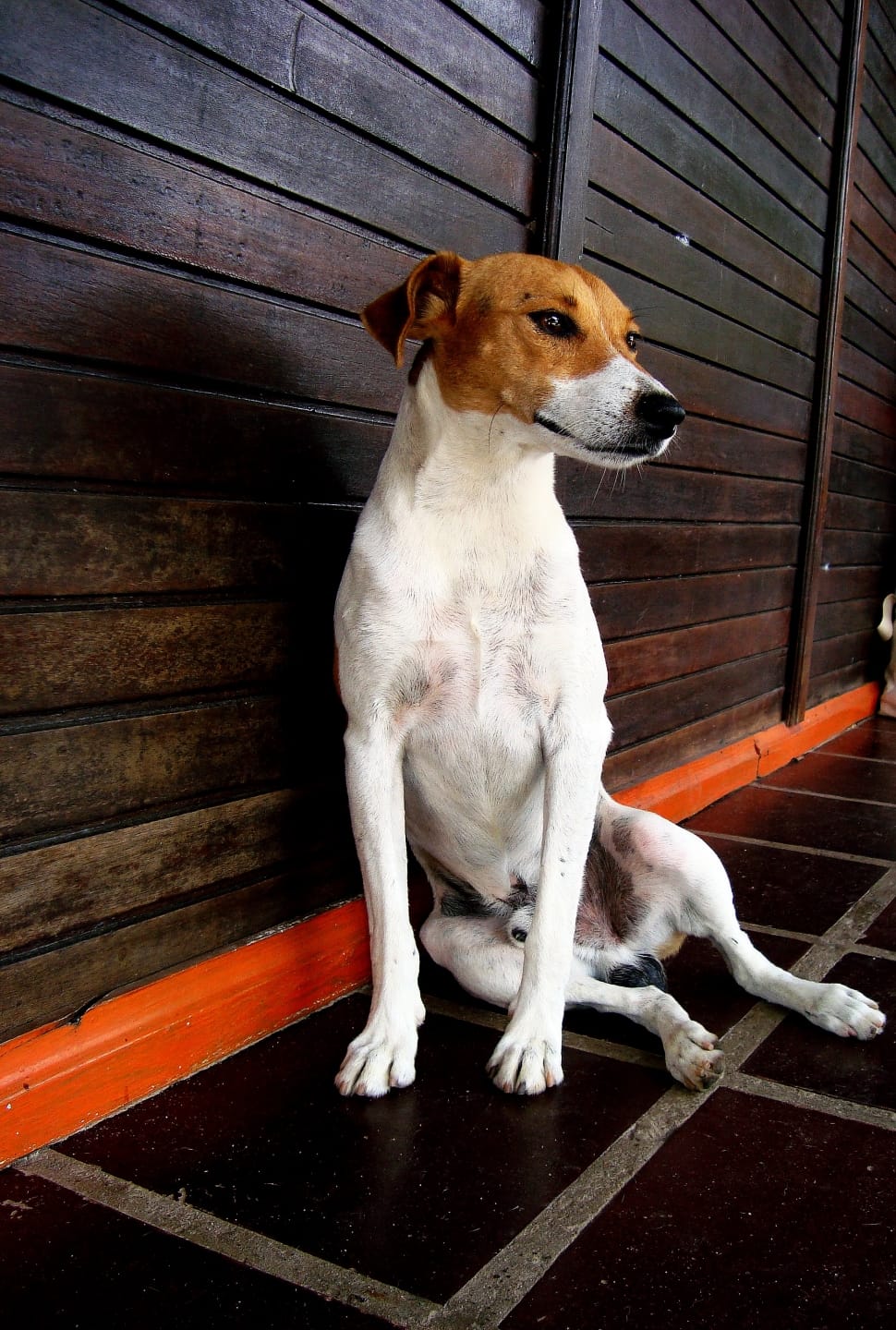 white and brown jack russell terrier preview