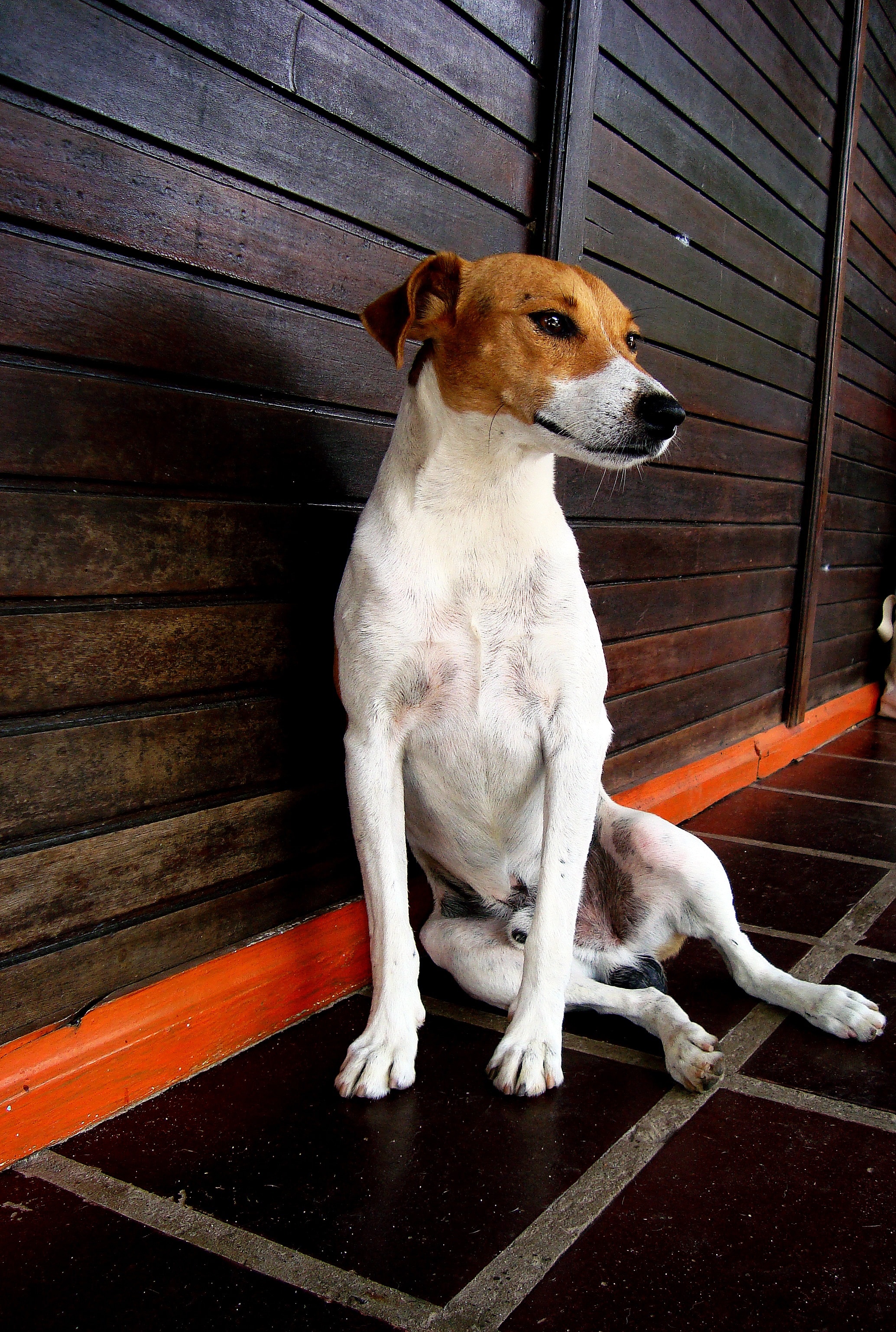 white and brown jack russell terrier