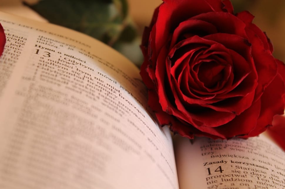 red rose flower in between book pages preview