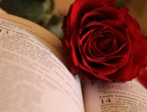 red rose flower in between book pages thumbnail