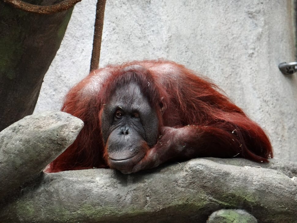red orangutan preview