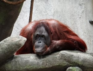 red orangutan thumbnail