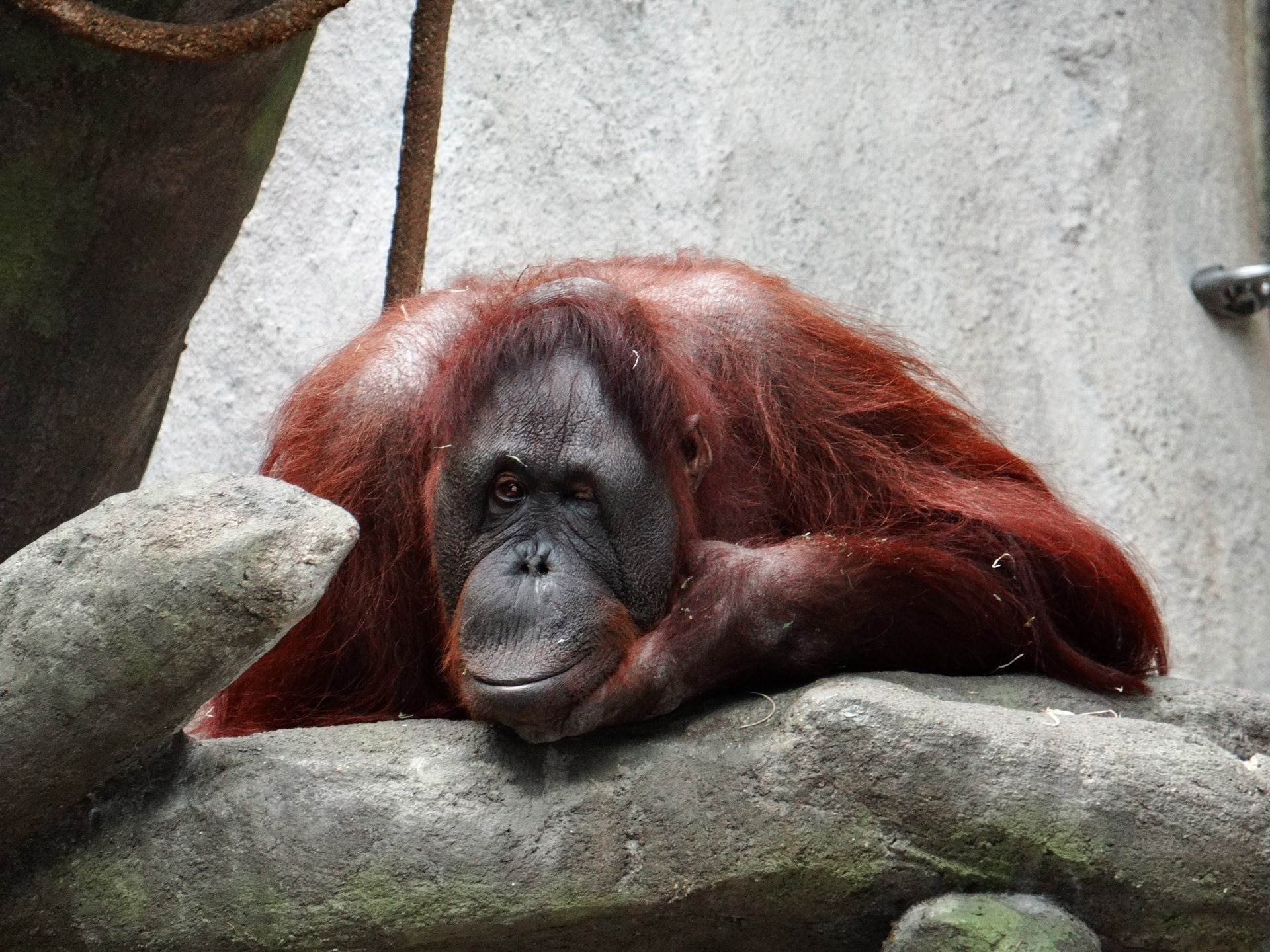 red orangutan