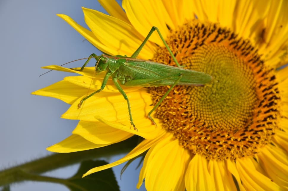 sunflower and green grasshopper preview
