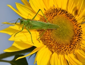 sunflower and green grasshopper thumbnail